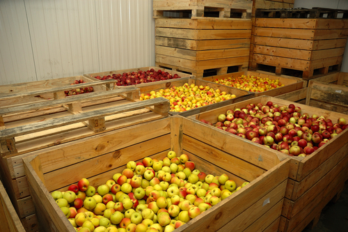 boxes of apples