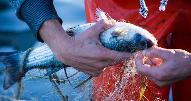 fisherman cleaning fish in net