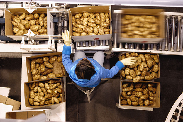 potatoes being boxed for grocery store sale
