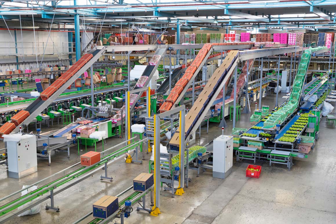 conveyor belts in fruit factory